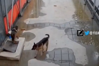 Pies wzywa pomoc do swojego kumpla psa. Mądra psina