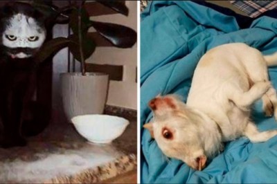 15 zwierzaków, które niechcący przeraziły swoich właścicieli