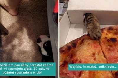 16 bezwstydnych zwierzaków, które w najmniejszym stopniu nie dbają o zasady swoich właścicieli