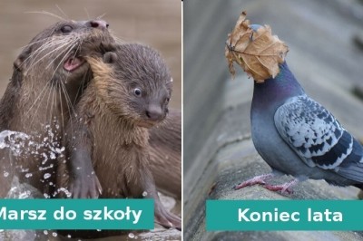 20 zabawnych zdjęć dzikich zwierząt zrobionych w perfekcyjnym momencie