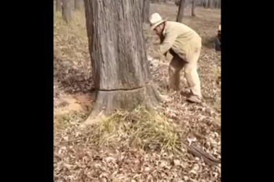 Musieli ściąć drzewo, żeby uratować psa. Jak on tam wlazł?