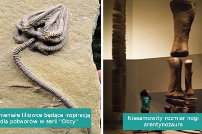 17 skamielin sprzed milionów lat, które imponują rozmiarem i wyglądem