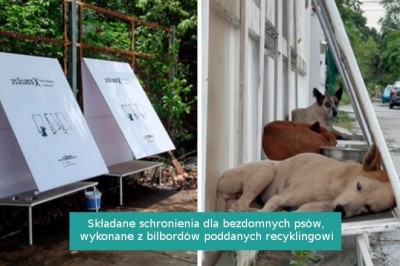 15 genialnych pomysłów, którymi kreatywni właściciele docenili swoje zwierzęta