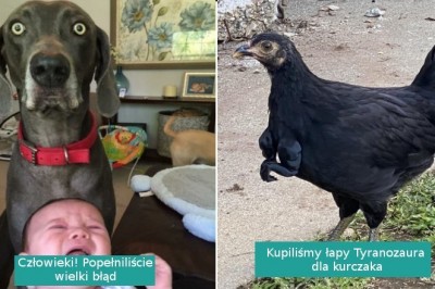 12 zdjęć ukazujących czystą komedię