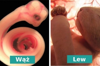 Fotografie nienarodzonych zwierząt w łonie matek. Zrobione przed urodzeniem