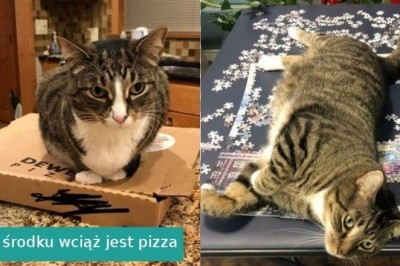 15 fotografii, które pokazują, że to właśnie koty rządzą naszym światem