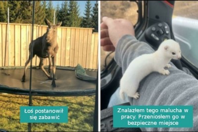 17 osób, które zostały miło zaskoczone przez dzikie zwierzęta