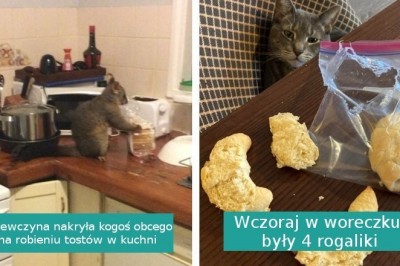 16 futrzastych chuliganów, którzy robią co dusza zapragnie, kiedy nikt nie patrzy