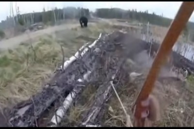 Niedźwiedź kontra gość z łukiem. Co mogło pójść nie tak?