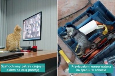16 ciężko pracujących kotów, które dają z siebie wszystko. Mają specjalne zadania