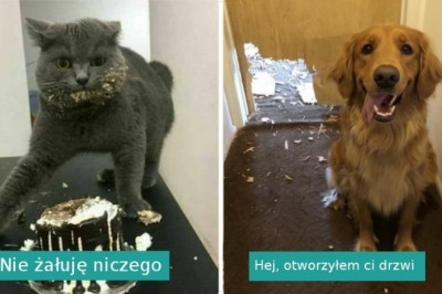 16 fotografii pokazujących, że zwierzęta chodzą swoimi własnymi ścieżkami