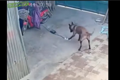 Mądry pies zapobiega pożarowi domu