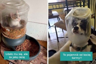 18 pechowych zwierzaków, które zwyczajnie utknęły w trakcie jedzenia