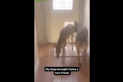 Kiedy Twój pies przyprowadza nowego kumpla do chaty