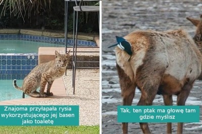 16 nieudanych fotografii dzikiej przyrody z rodzaju „tak złe, że aż dobre”