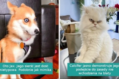 21 rozemocjonowanych zwierzaków, które zasłużyły na Oscara