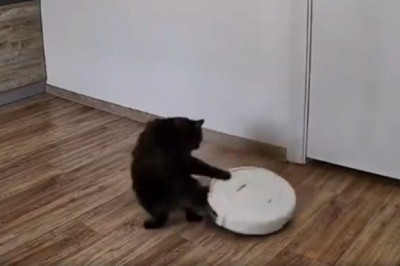 Koteł kontra sprzątający odkurzacz. Chyba mu się nie podobało