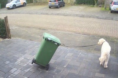 Zdolny dziadek przypina psa do pustego śmietnika