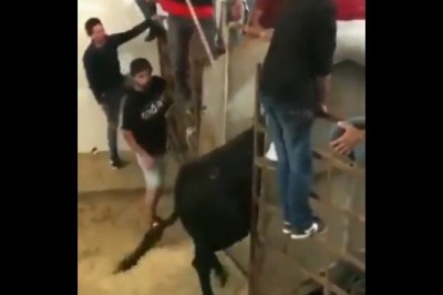 Gość przekonał się dlaczego nie podchodzić do byka od tyłu