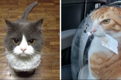 16 osób, które po prostu musiały sfotografować swoje wkurzone koty