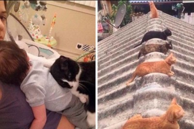 17 uroczych kotów, które „mogą wyleczyć depresję”