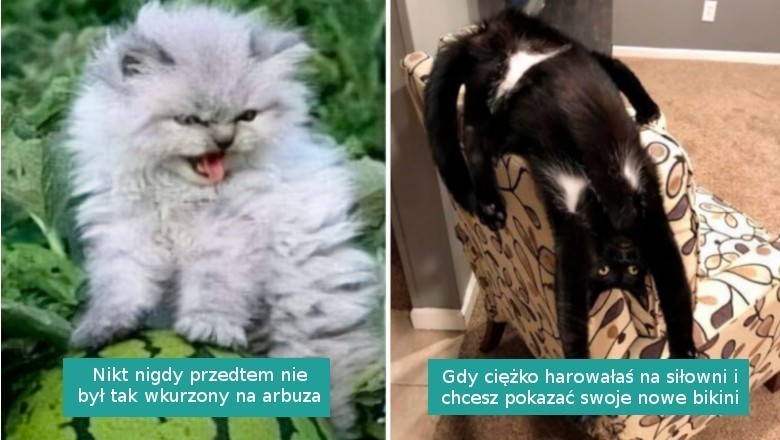 16 fotografii i memów z kotami na poprawę nastroju