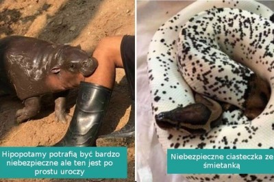 19 zwierzaków, które wbrew pozorom potrafią być niezwykle urocze