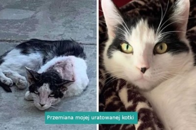 16 fotografii pokazujących jak troska i miłość zmieniają adoptowane koty