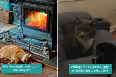 16 najlepszych fotografii z serii „mój dom, nie mój kot”