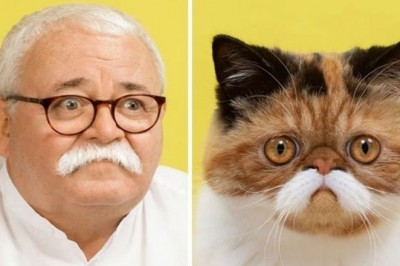 Fotograf robi zdjęcia kotom i ich ludzkim sobowtórom. Efekty zaskakują