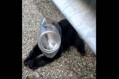 Ratowanie niedźwiadka który utknął w butelce