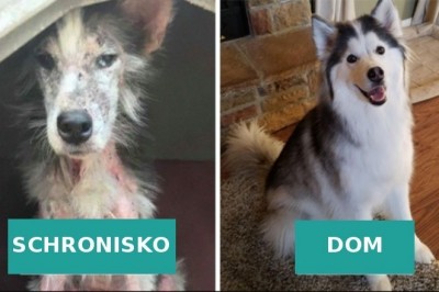 16 osób, które pokazały olbrzymie zmiany jakie zaszły u ich piesków po adopcji