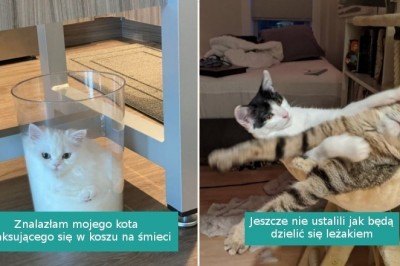 Ci szczęściarze zapomnieli co to nuda, od momentu gdy w ich życiu pojawił się kot