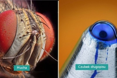 20 fotografii pokazujących, że zwykłe rzeczy wyglądają zupełnie inaczej w przybliżeniu