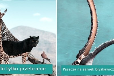 Artysta pokazuje z użyciem swojej wyobraźni co robią zwierzęta, kiedy ich nie widzimy