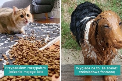 18 „futrzanych wpadek”, które skłoniły właścicieli do chwycenia za aparat