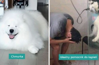 „Co to jest za pies”: 17 zabawnych fotografii psów, które poprawią ci nastrój