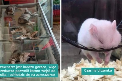16 zwierzaków przyłapanych na słodkiej drzemce w niezwykłych miejscach