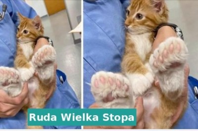 17 zwierząt obdarzonych niespotykanymi cechami