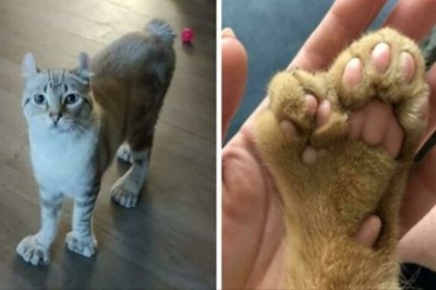 18 zwierzaków, które zostały obdarzone niepowtarzalnym wyglądem