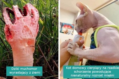 16 sytuacji, w których natura przedstawiła nam nowe cuda