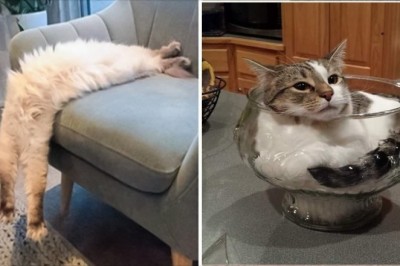 19 kotów, które nadały nowe znaczenie słowom komfort i giętkość