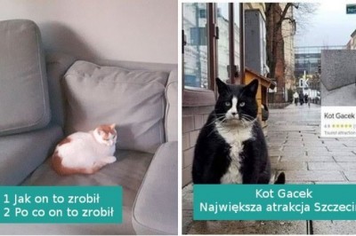 15 zabawnych i chaotycznych kotów, które chadzają własnymi ścieżkami