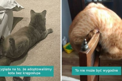 18 kotów, które bez przerwy zaskakują swoich właścicieli
