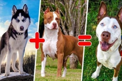 15 mieszanych ras psów, które zaskakują swoją oryginalnością