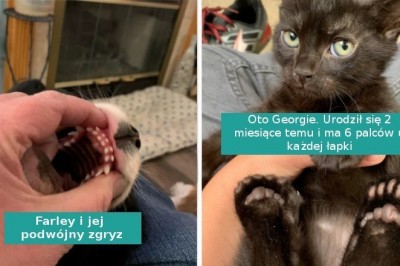 16 cech szczególnych u zwierzaków, które czynią je wyjątkowymi