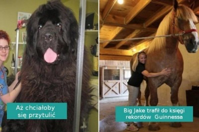 20 niezwykłych zwierzaków, których rozmiary wydają się nie z tego świata