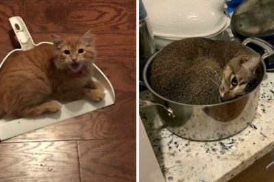 15 zdjęć kotów na które zostały zastawione nietypowe, ale skuteczne pułapki