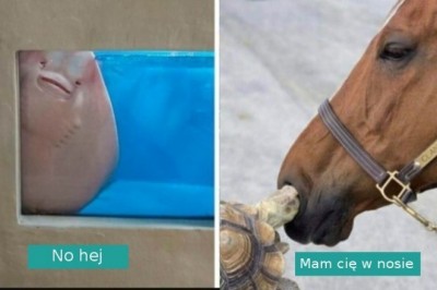 „To nie jest normalne zwierzę!” 20 zdjęć zwierzaków, które zachowują się niezwykle