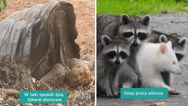 17 sytuacji, w których natura postanowiła wykazać się kreatywnością